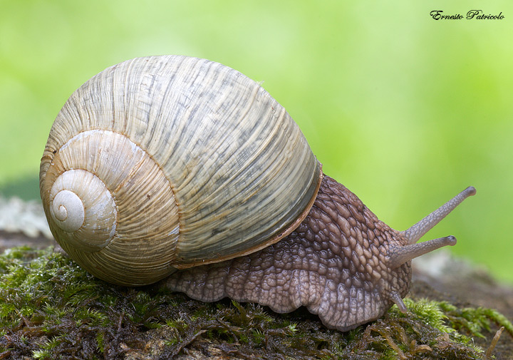 Helix pomatia